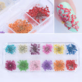 Full Beauty Dried Flower and Leaves Set / 12 color mixes
